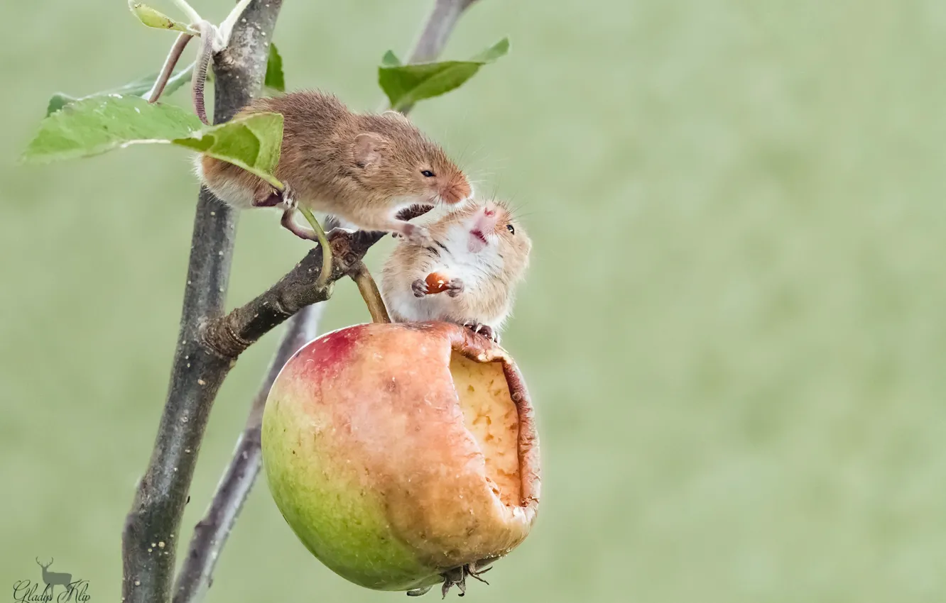 Photo wallpaper branches, apples, mouse
