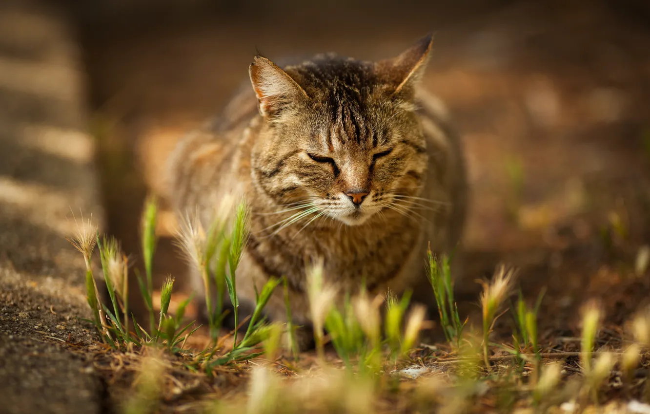Photo wallpaper grass, cat, muzzle, cat, Victoria Gerasimenko