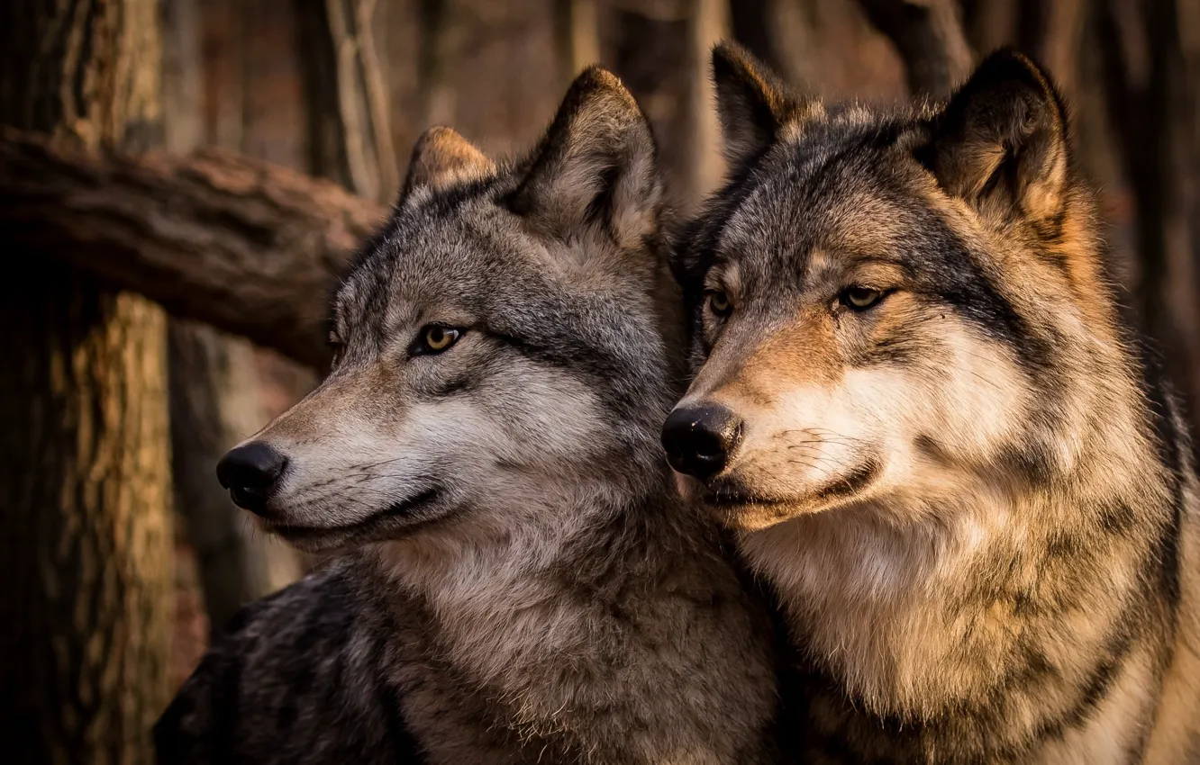 Photo wallpaper family, pair, Wolves