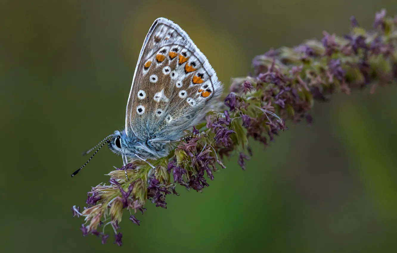Photo wallpaper macro, butterfly, insect, Polyommatus Icarus