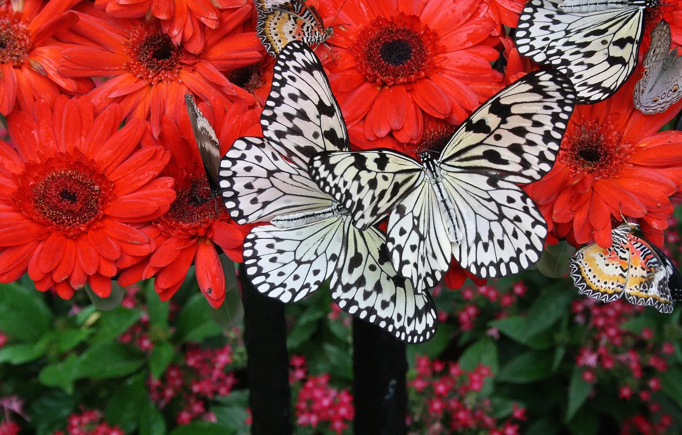 Photo wallpaper macro, flowers, butterfly, wings, closeup