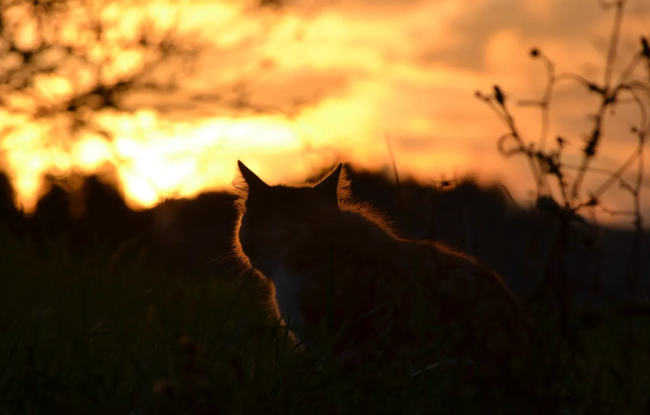 Photo wallpaper cat, cat, sunset, nature