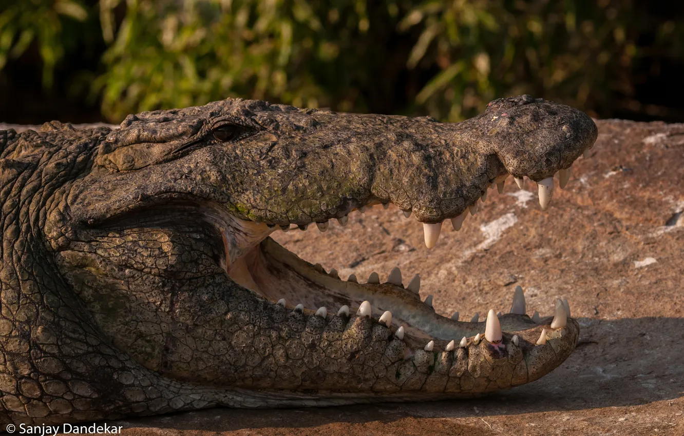 Photo wallpaper jaw, predator, teeth, crocodile, mouth