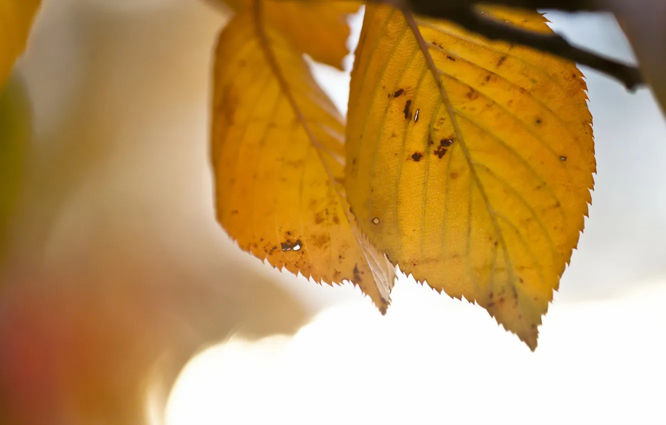 Photo wallpaper leaves, branches, nature