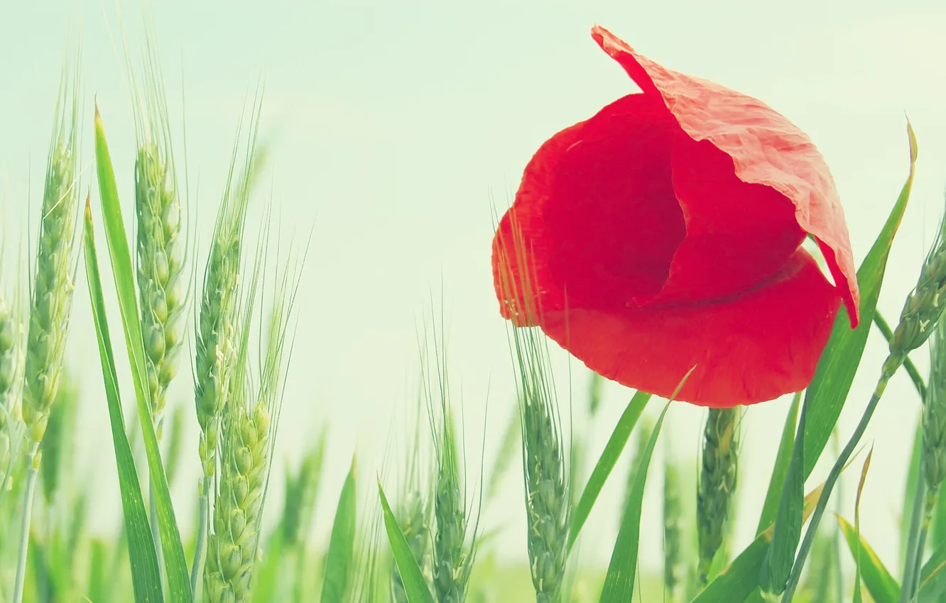 Photo wallpaper wheat, field, flower, the sky, macro, red, Mac, ears
