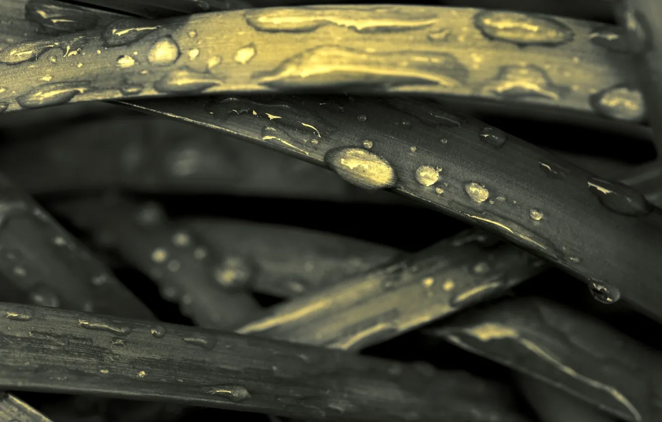 Photo wallpaper grass, drops, macro, Rosa, rain, plant