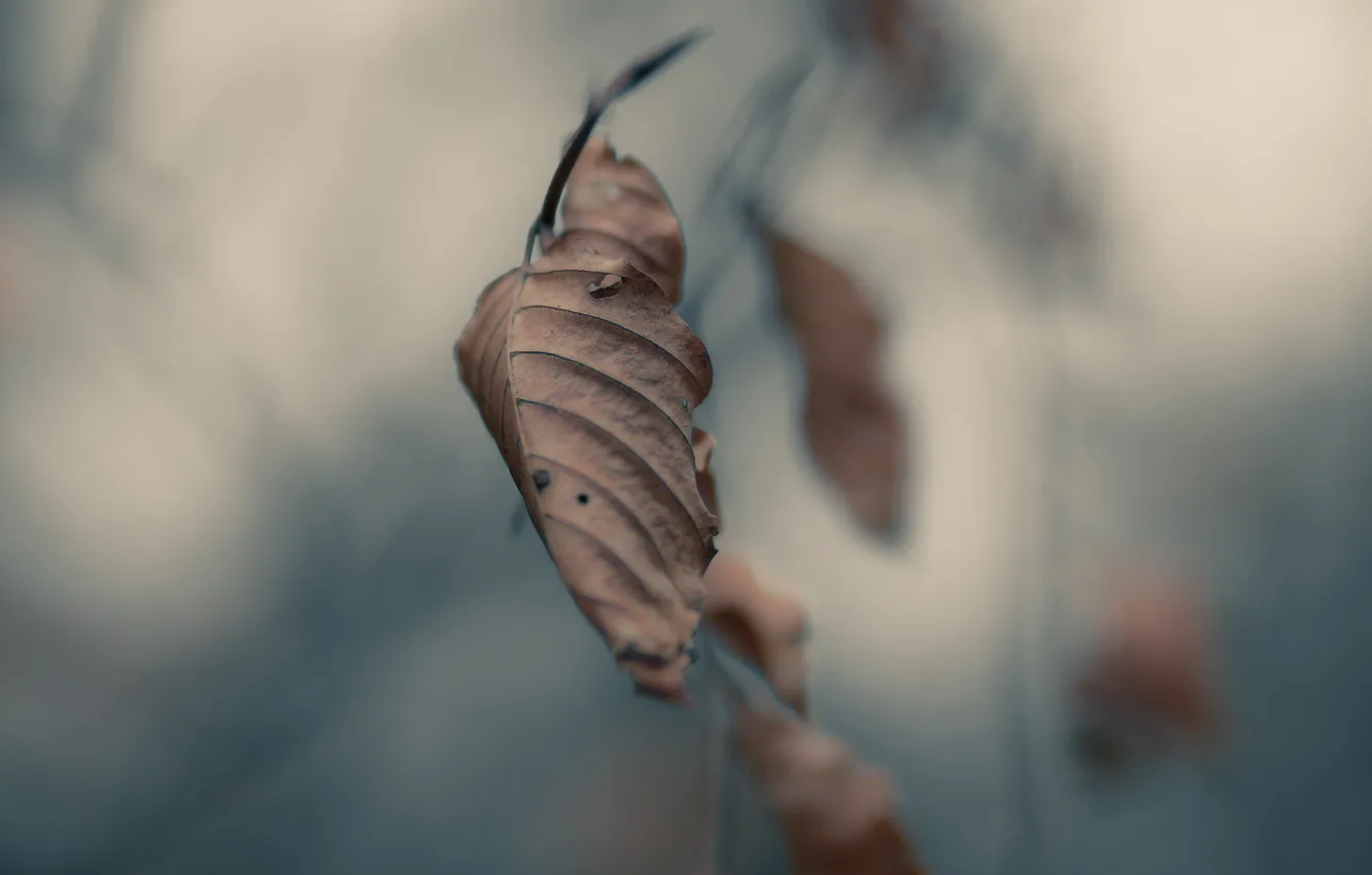 Photo wallpaper autumn, leaves, macro, mediocrity, branch, autumn