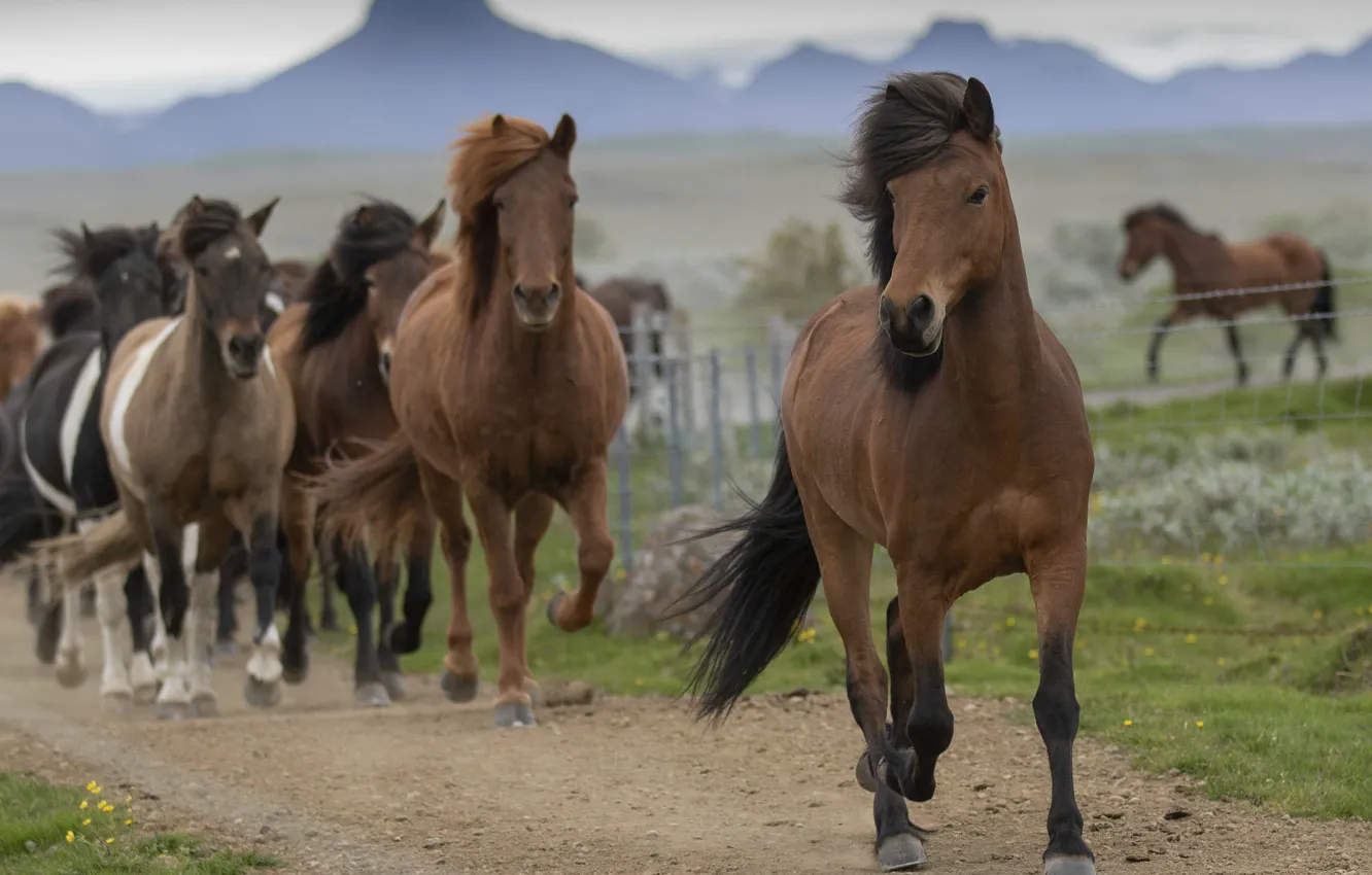 Photo wallpaper road, field, the sky, grass, mountains, horse, horse, running