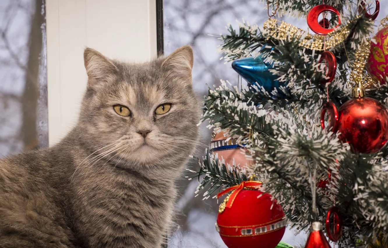 Photo wallpaper cat, holiday, tree, new year