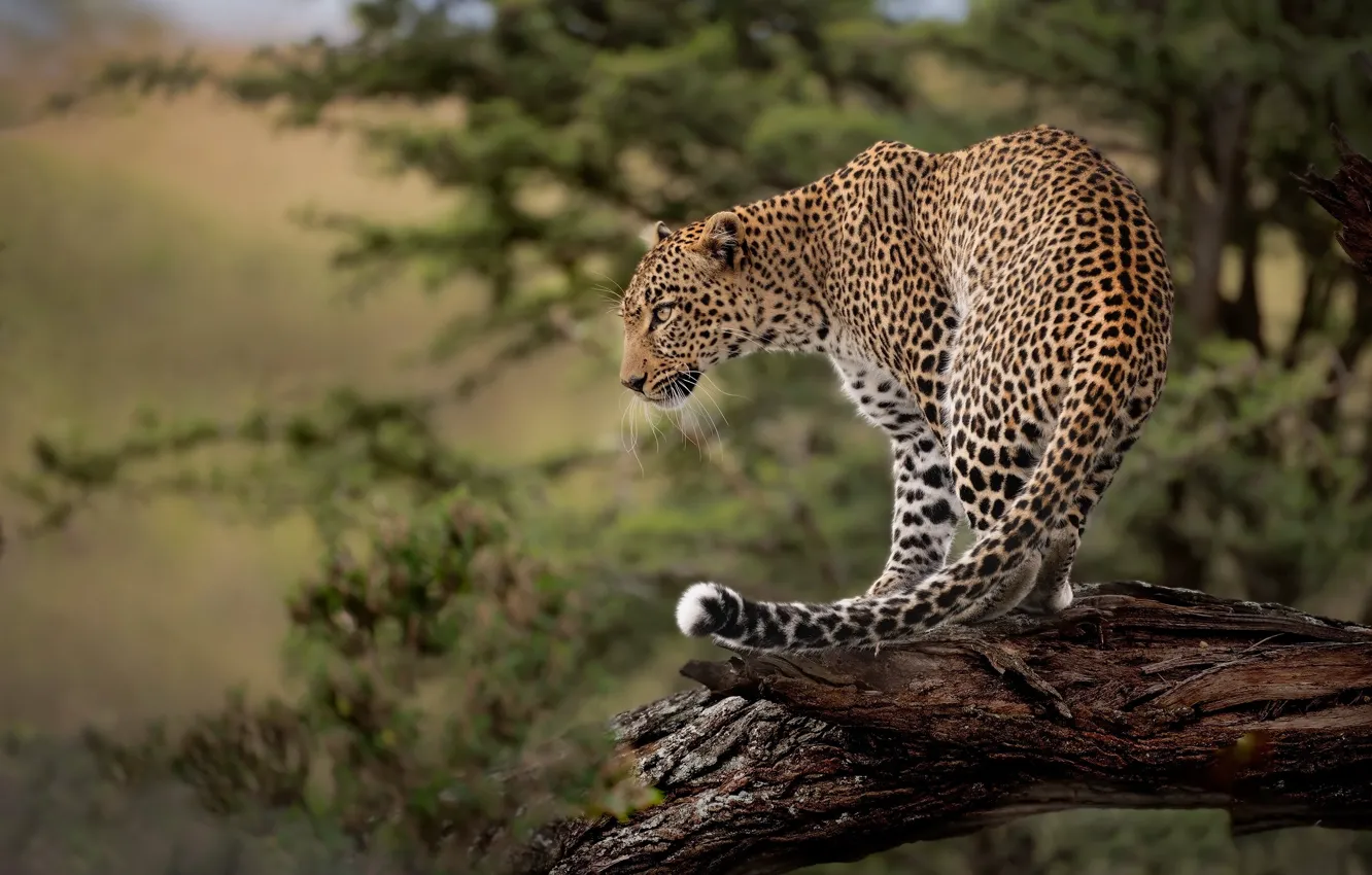 Photo wallpaper predator, leopard, snag, wild cat