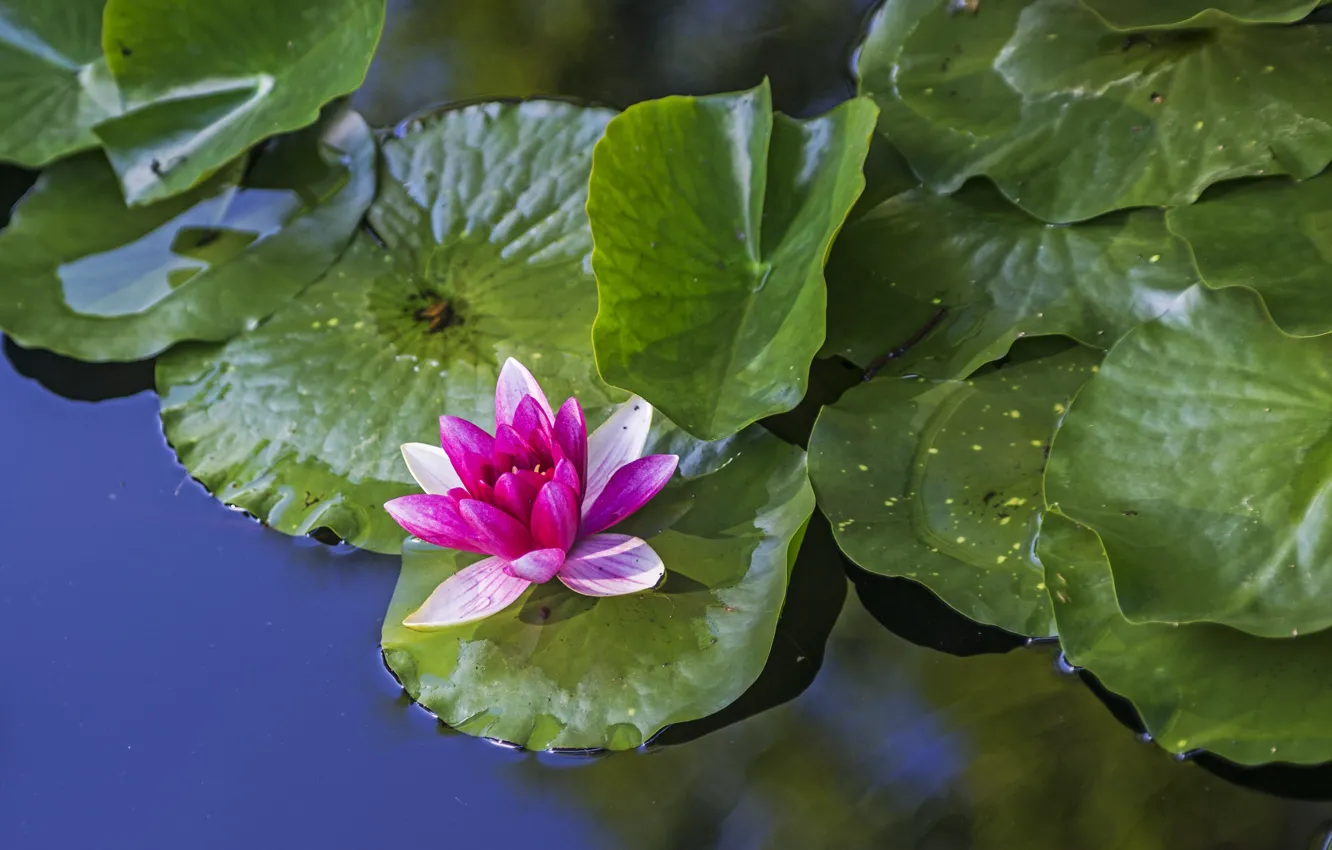 Photo wallpaper leaves, water, pink, Nymphaeum