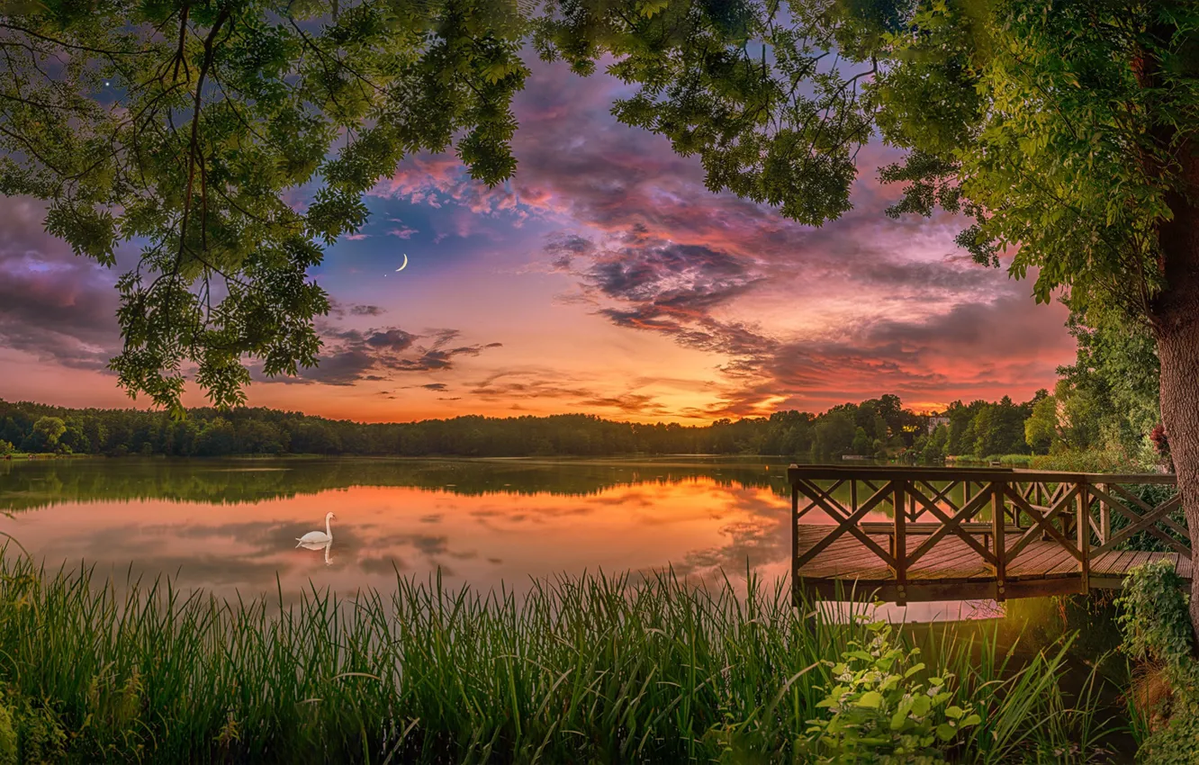 Photo wallpaper summer, trees, sunset, lake, bird, swans