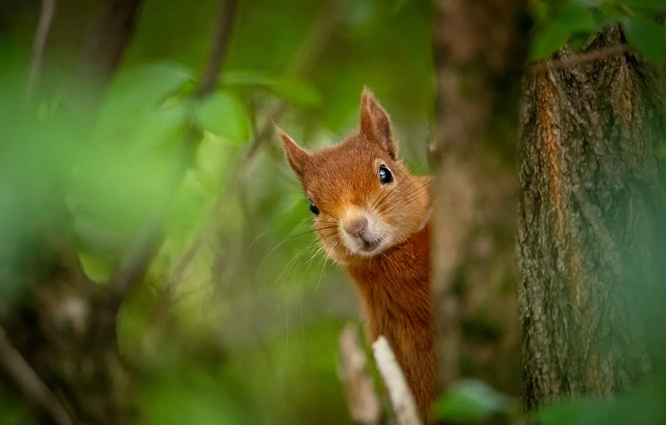 Photo wallpaper trees, nature, protein, muzzle, animal, rodent