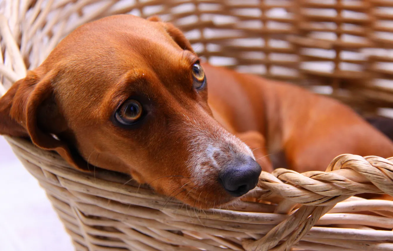 Photo wallpaper each, basket, dog