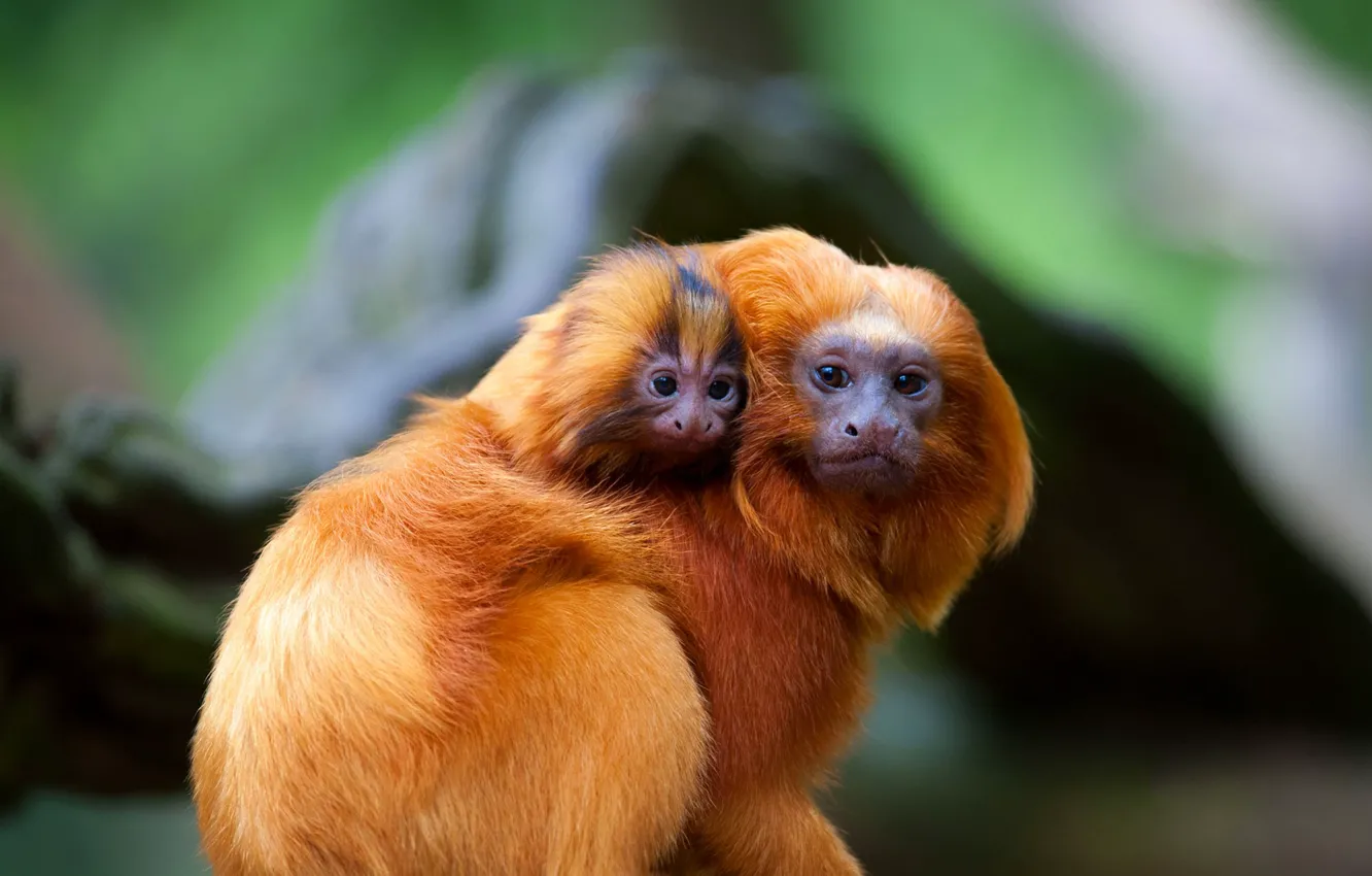 Photo wallpaper the primacy of, Rosalia, Golden lion Tamarin, Golden lion marmoset