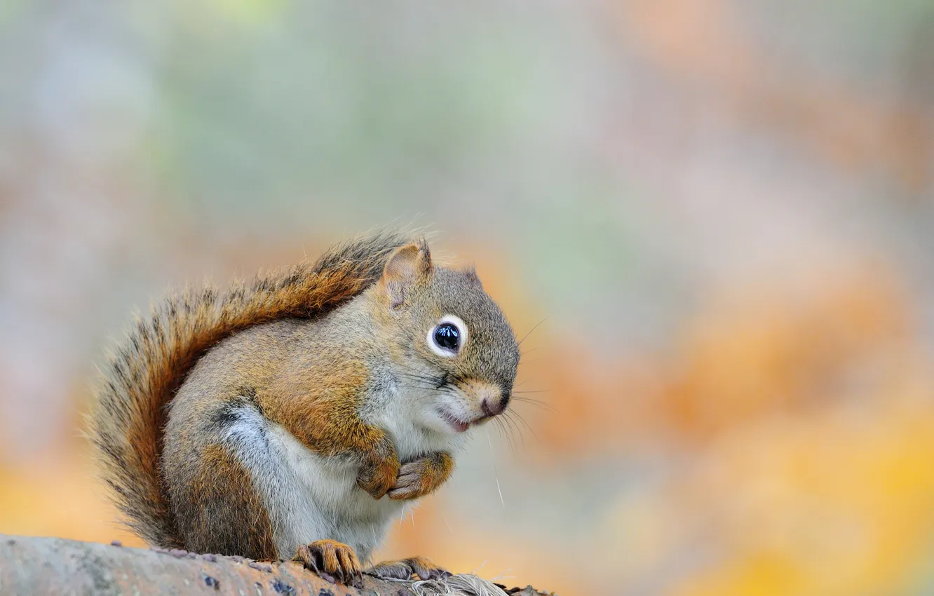 Photo wallpaper eyes, legs, protein, muzzle, rodent