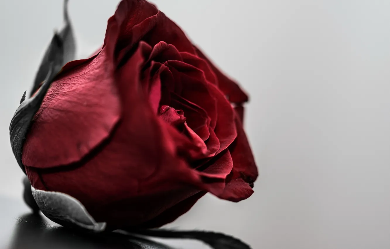 Photo wallpaper macro, flowers, roses