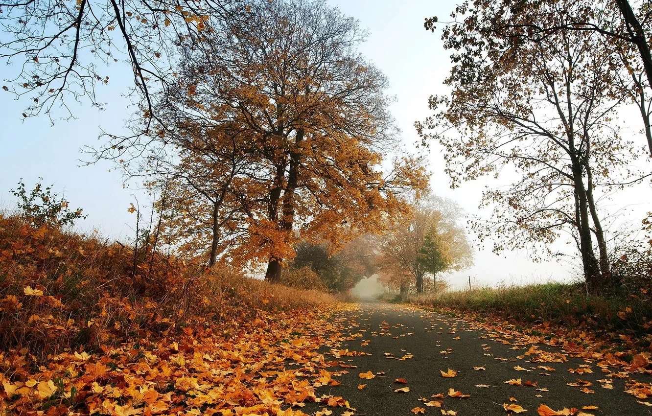 Photo wallpaper road, autumn, leaves