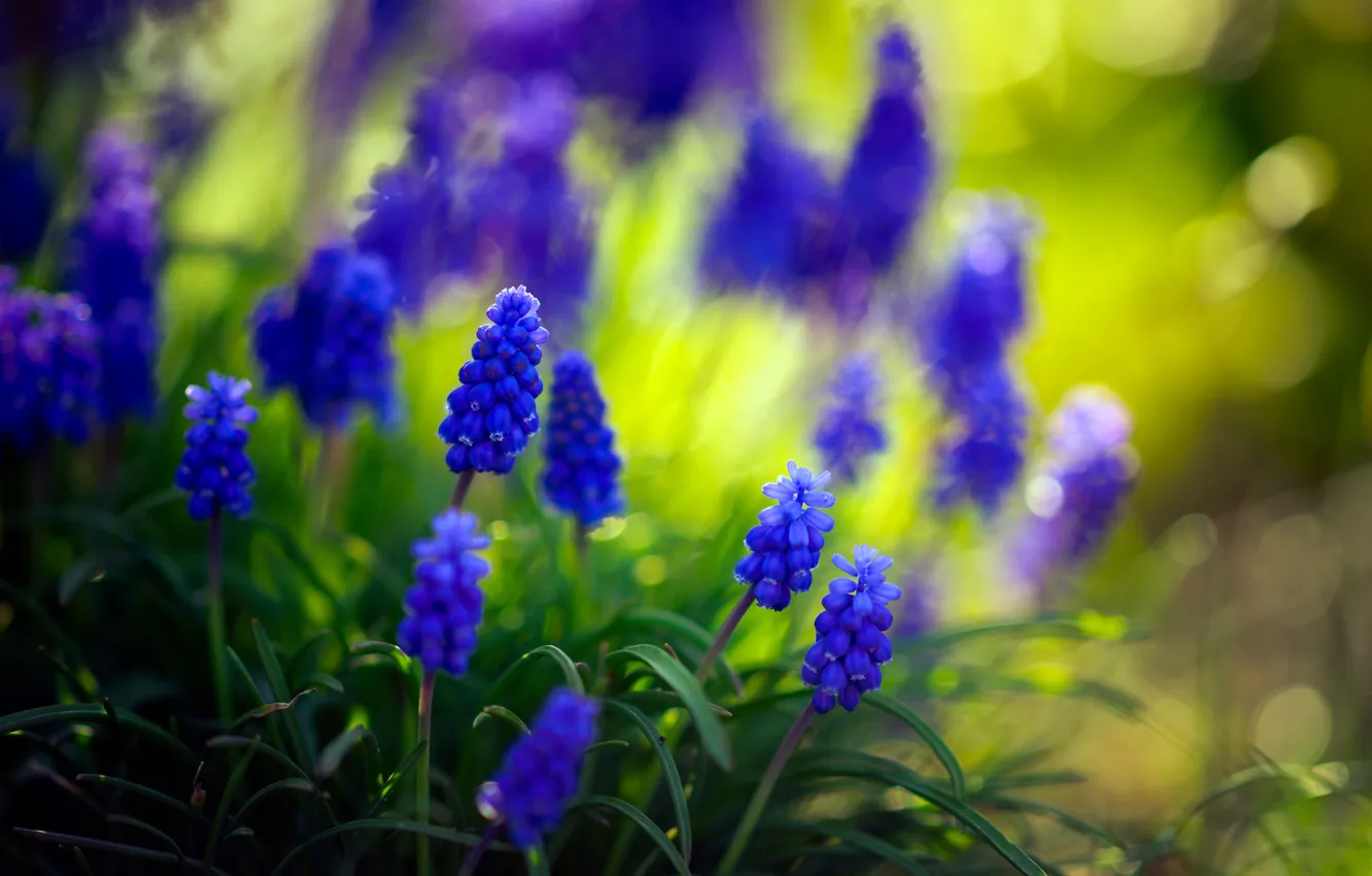 Photo wallpaper flowers, nature, hyacinth