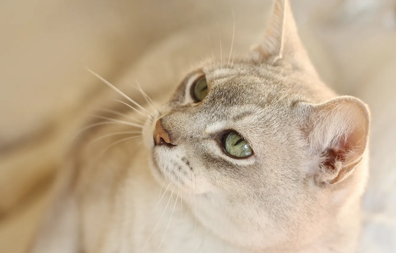 Photo wallpaper eyes, look, face, Koshak