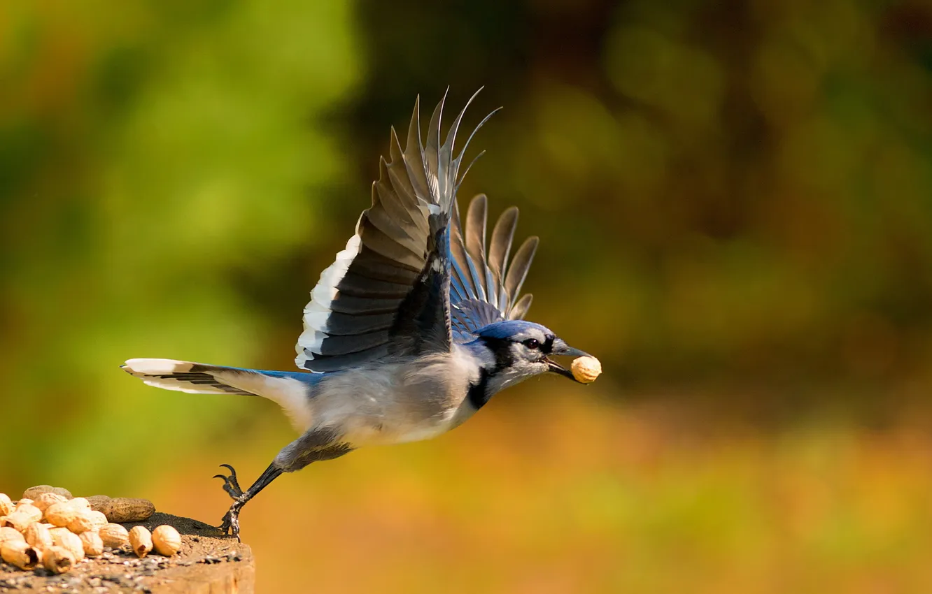 Wallpaper nature, bird, nuts for mobile and desktop, section животные ...