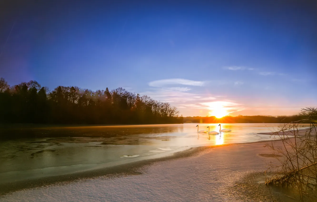 Photo wallpaper river, morning, swans
