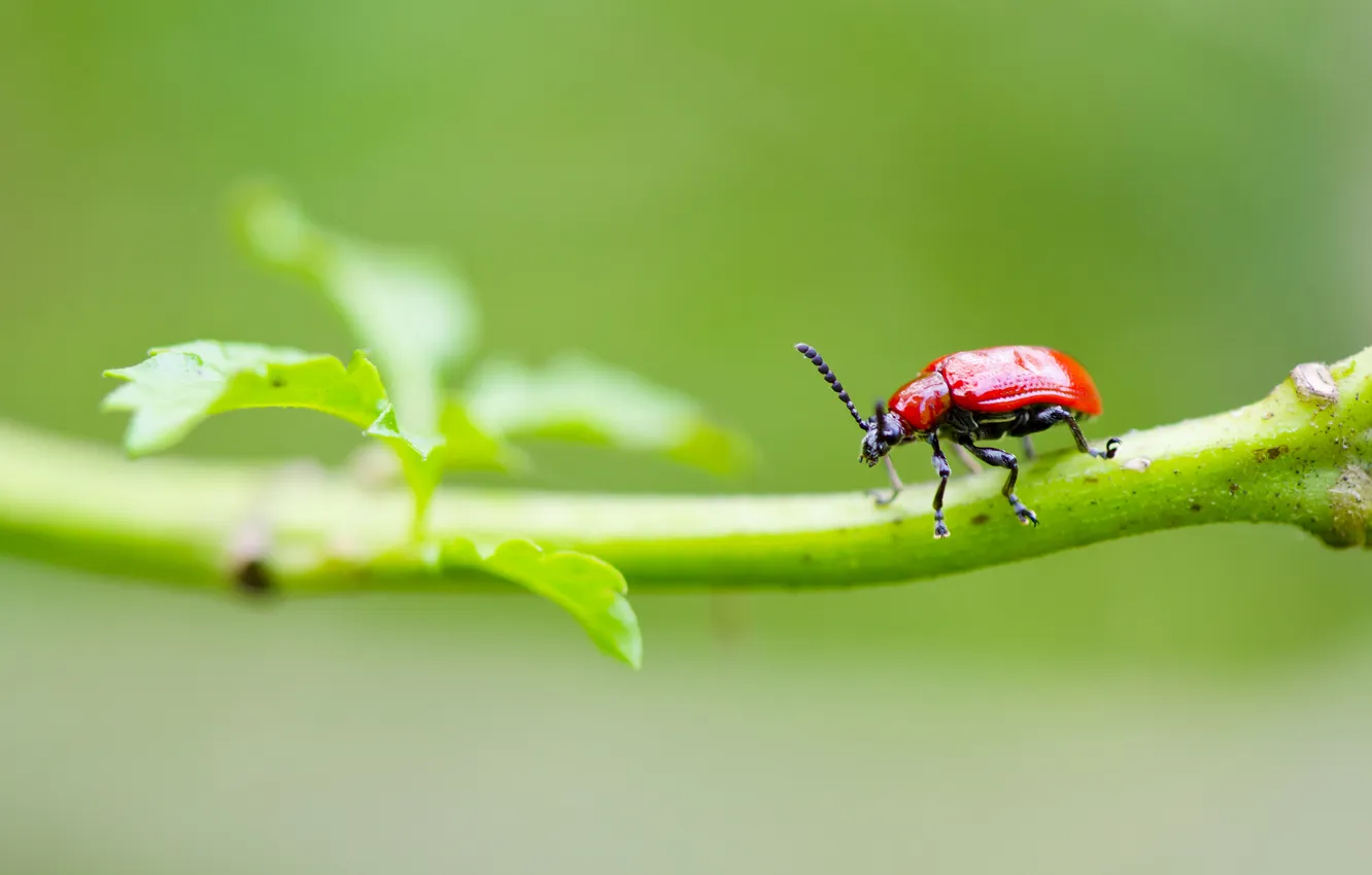 Photo wallpaper leaves, red, beetle, branch, insect, a blade of grass