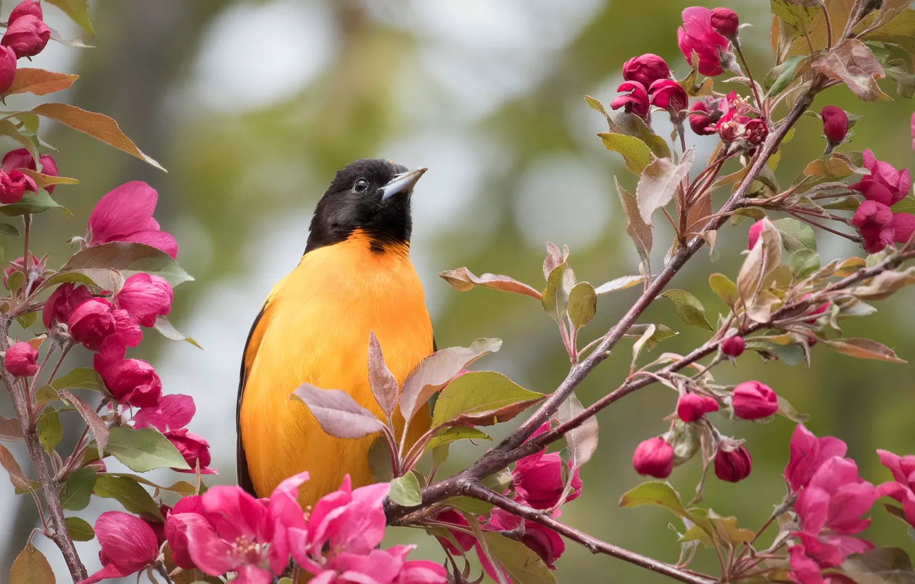 Photo wallpaper branches, bird, Apple, flowering, flowers, Baltimore colored troupial, Baltimore Oriole