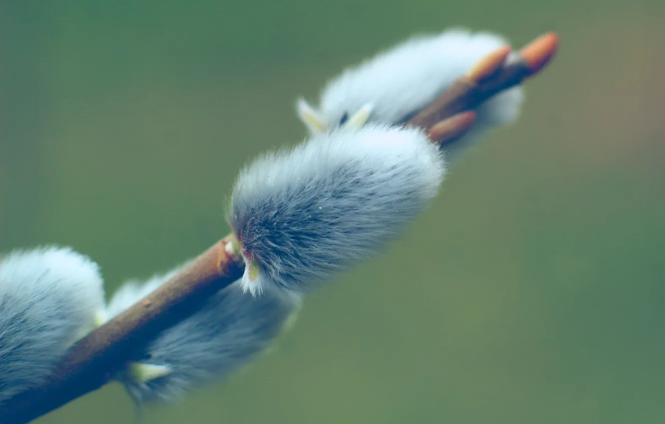 Photo wallpaper spring, twig, base kitten