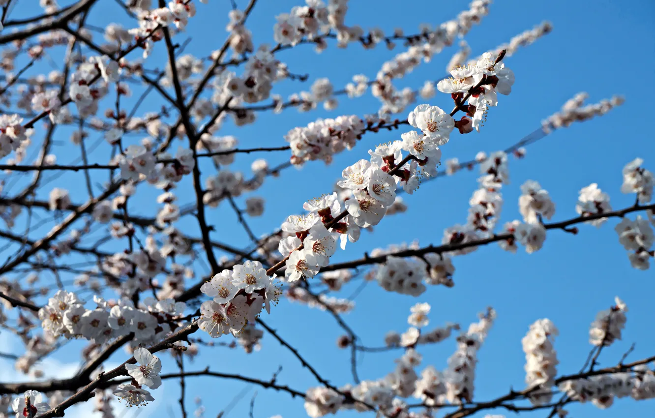 Photo wallpaper branches, color, spring, flowering, apricots