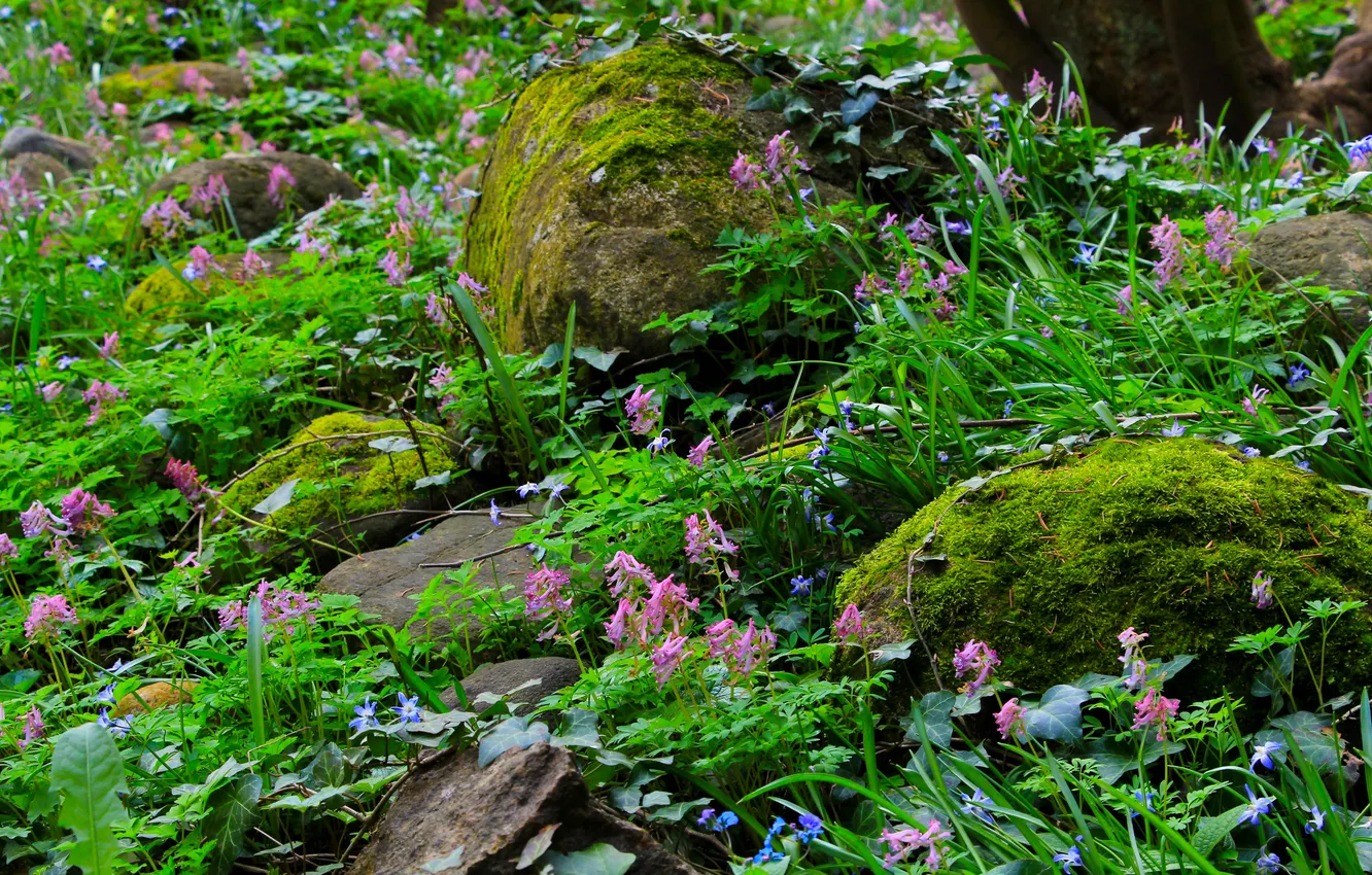 Photo wallpaper flower, stones, plant