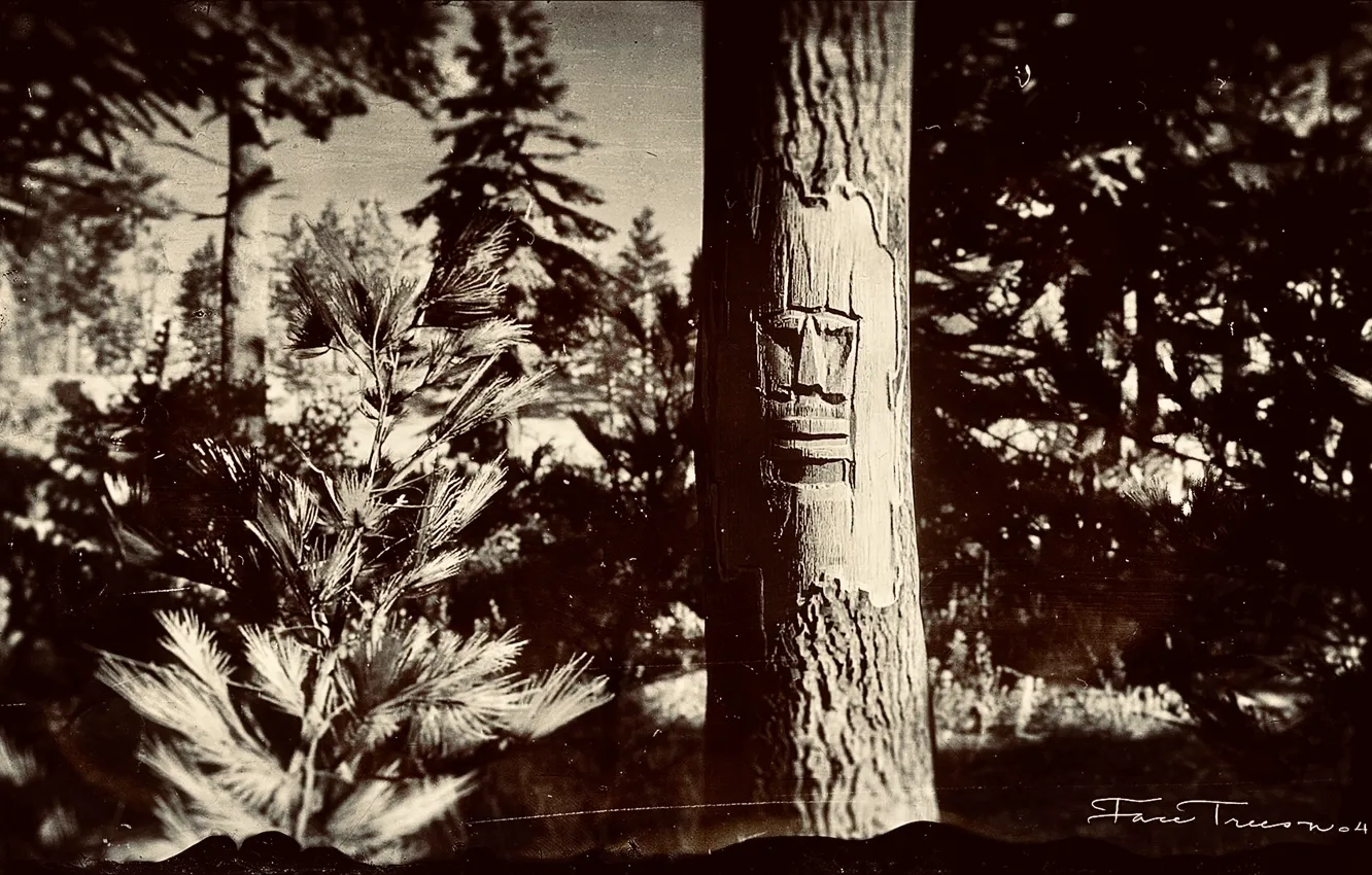 Photo wallpaper HDR, game, trees, wood, UHD, Red Dead Redemption 2, XBox One X, RDR2