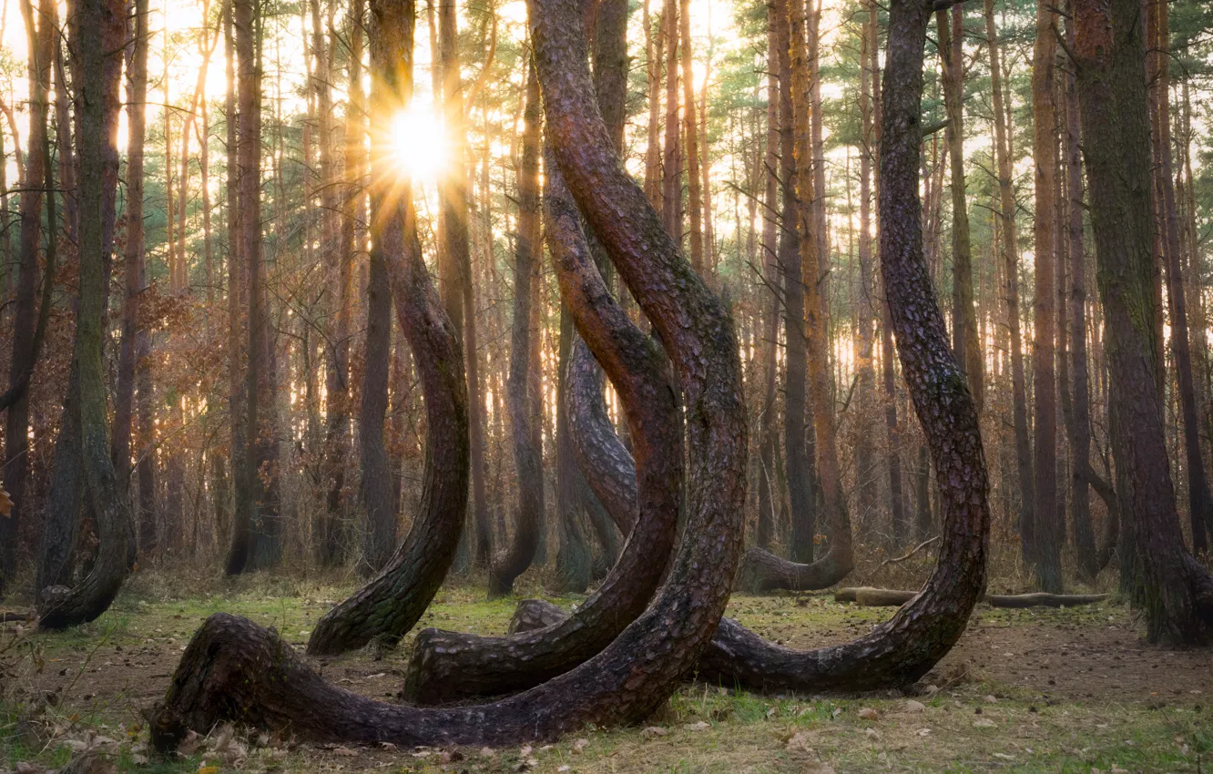 Photo wallpaper forest, the sun, rays, light, trees, branches, trunk, curves