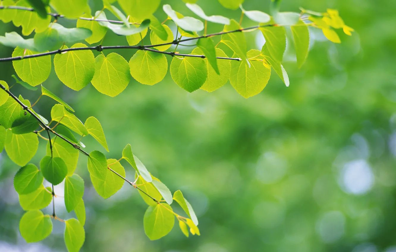 Photo wallpaper greens, leaves, macro
