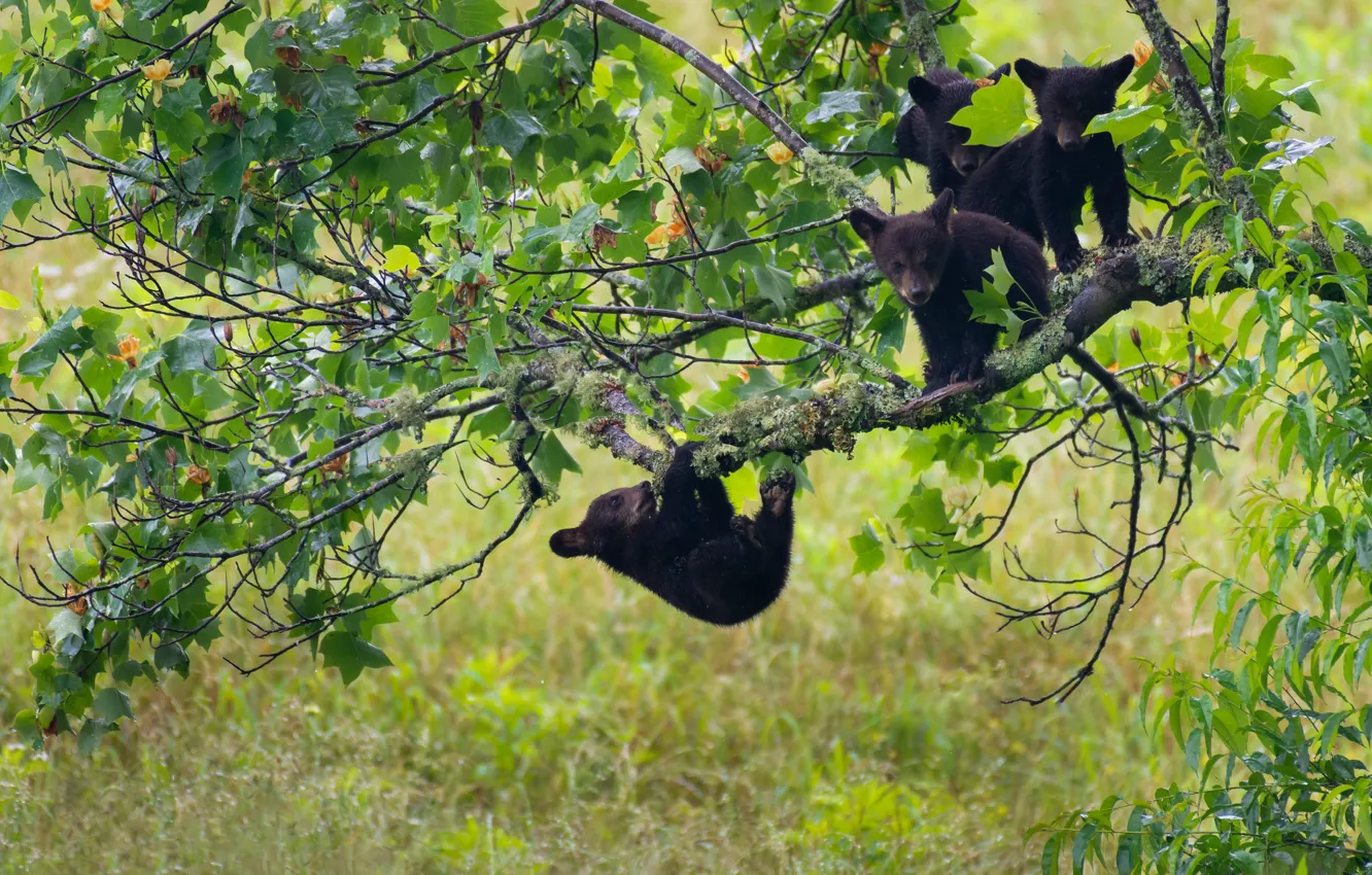 Photo wallpaper trees, the game, bear, bear, Baribal