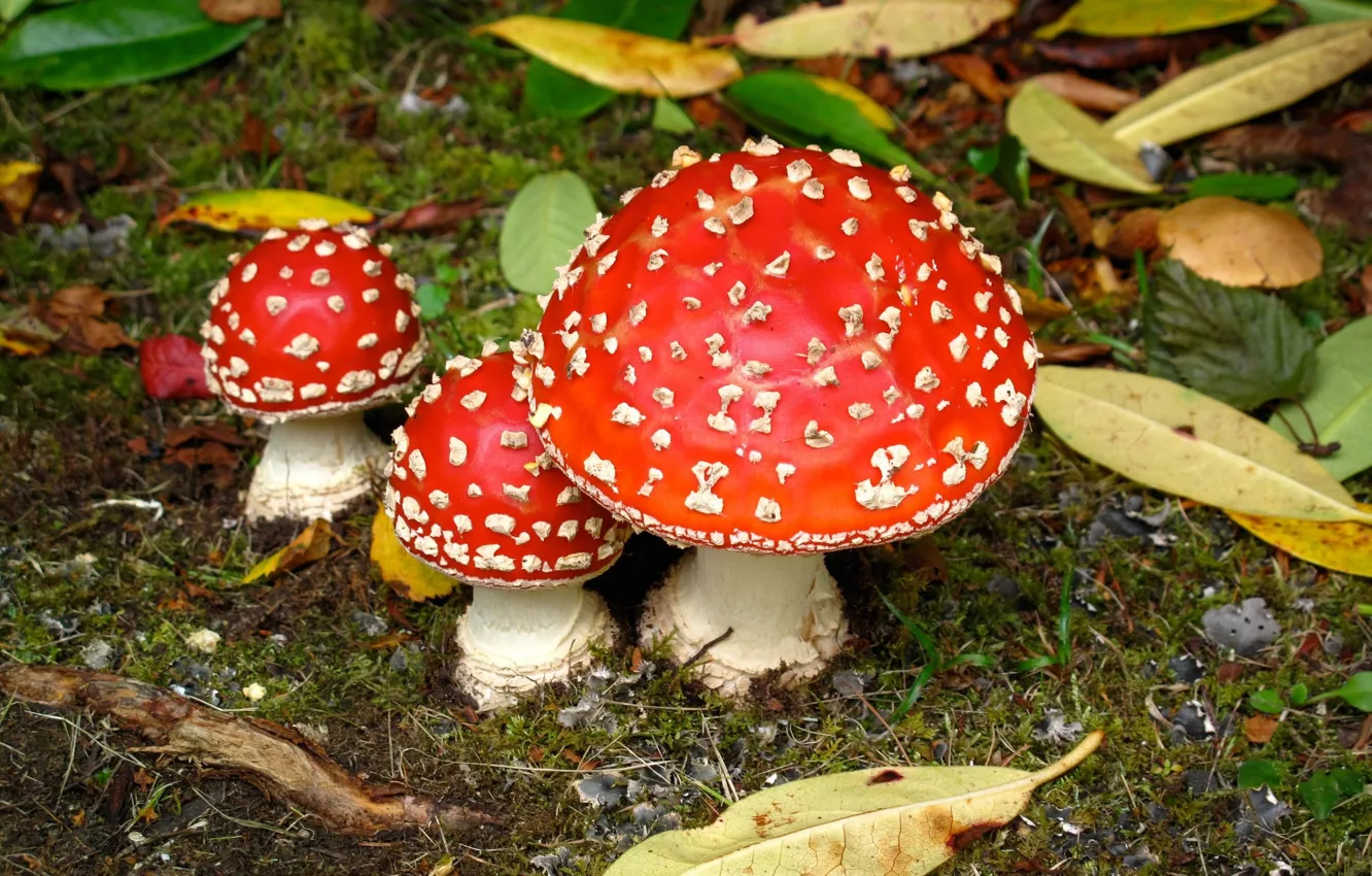 Photo wallpaper autumn, mushrooms, mushroom