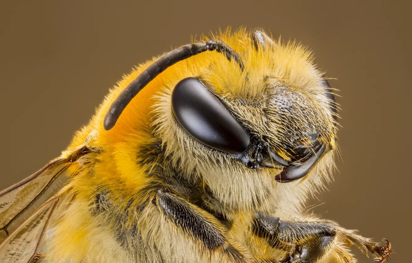 Photo wallpaper macro, background, OSA, portrait, insect