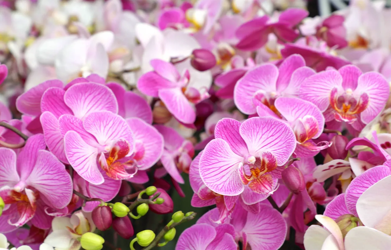 Photo wallpaper flowers, flowering, Orchid, flowers, orchids, Flowering