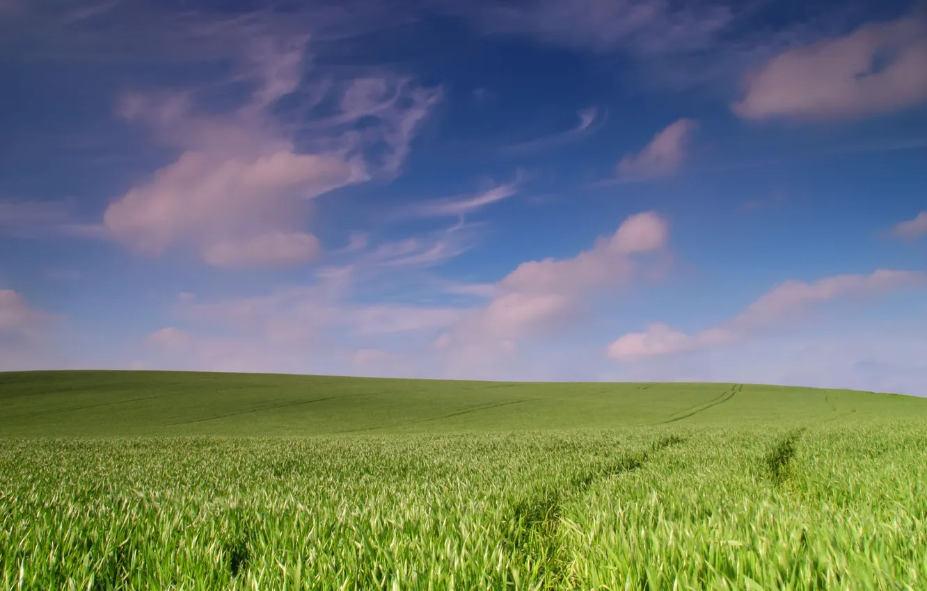 Photo wallpaper field, landscape