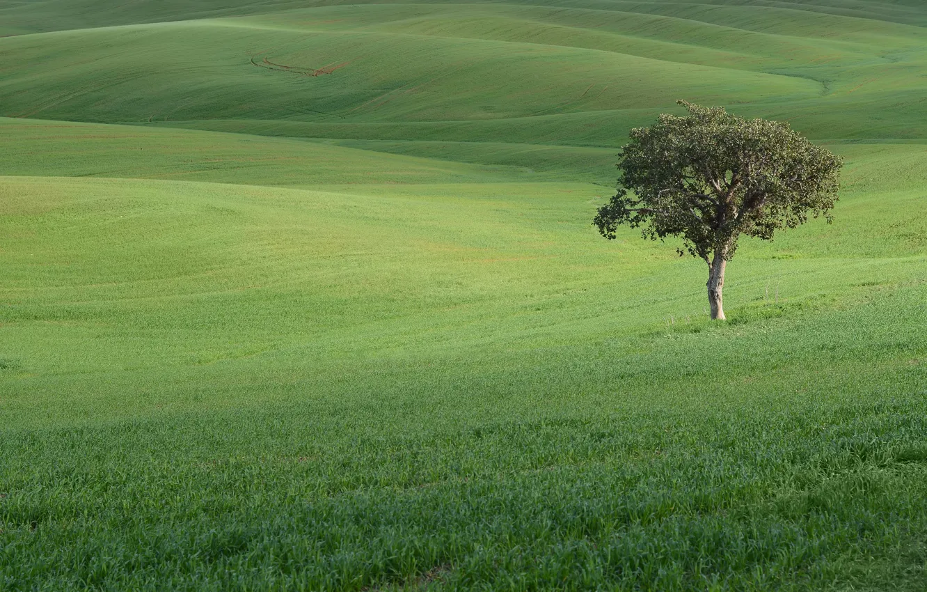 Photo wallpaper grass, trees, nature, hills, valley