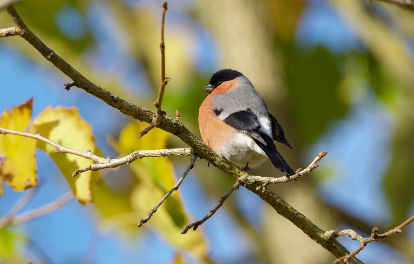 Photo wallpaper autumn, bird, bullfinch