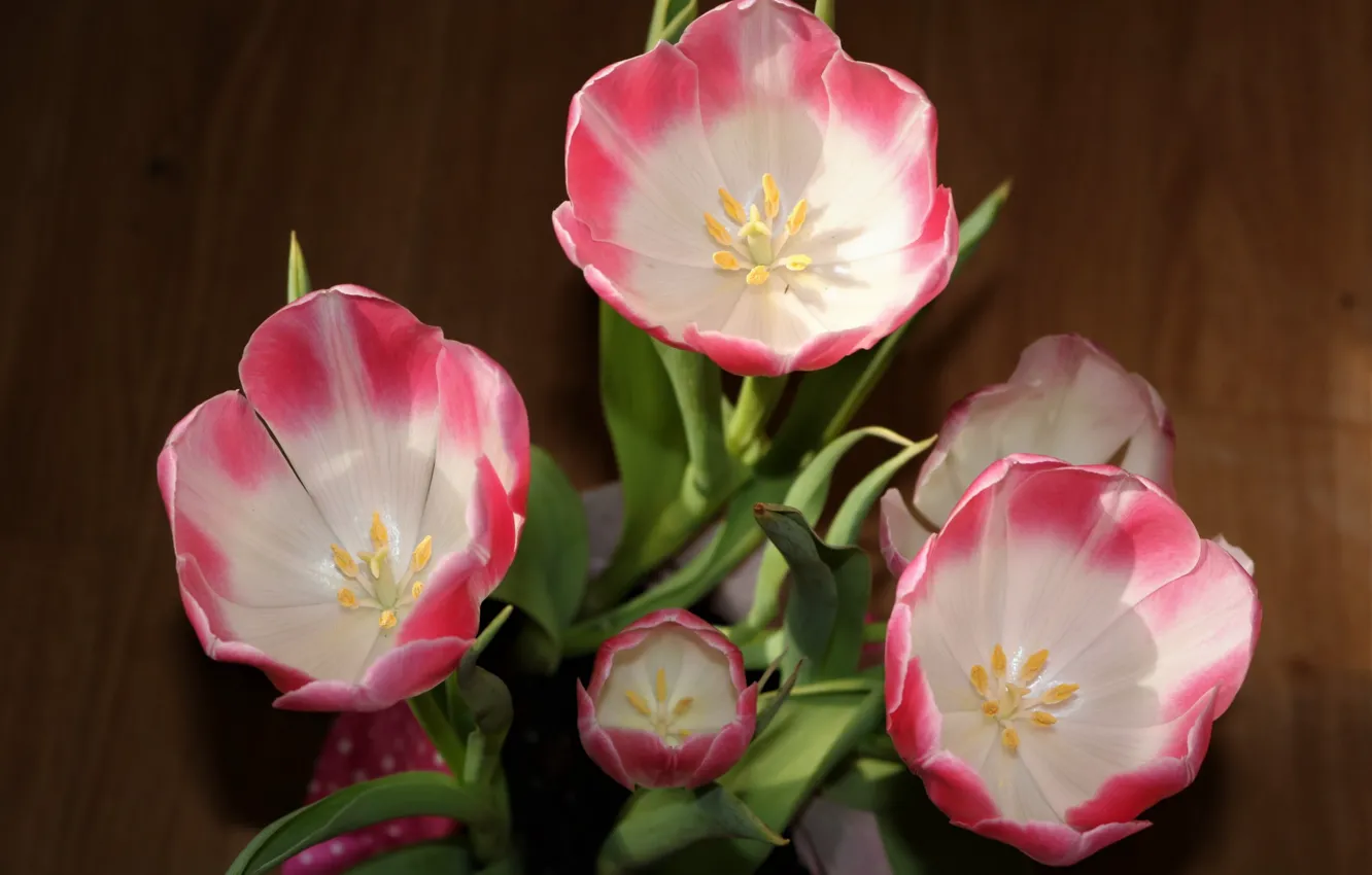 Photo wallpaper flowers, tulips, pink tulips