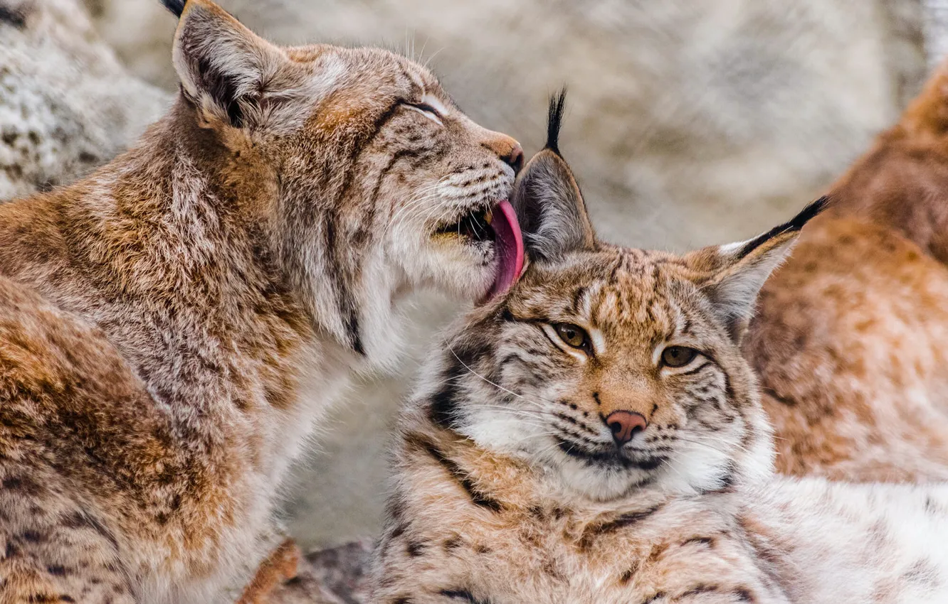 Photo wallpaper two, pair, weasel, lynx, lynx, mom, a small lynx