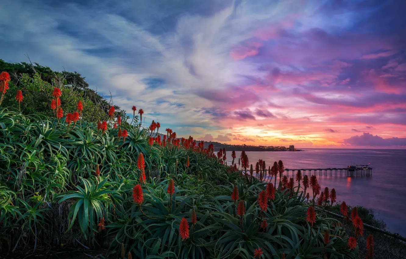 Photo wallpaper sea, the sky, sunset, flowers, shore, the evening, aloe, San Diego