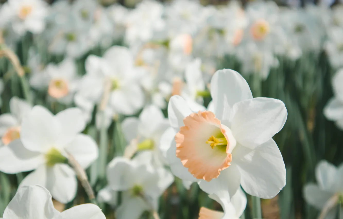 Photo wallpaper field, flowers, petals, white, daffodils, Narcissus