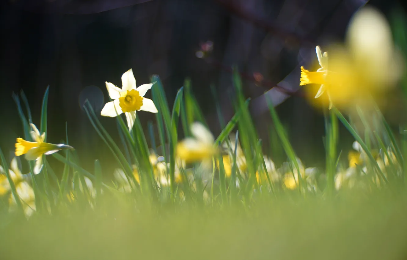 Photo wallpaper grass, leaves, flowers, yellow, glade, blur, spring, white