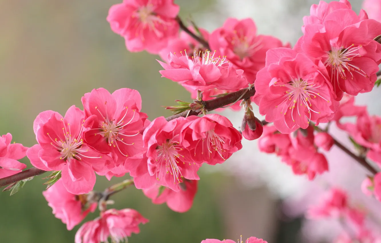 Photo wallpaper branch, spring, garden, flowering, peach
