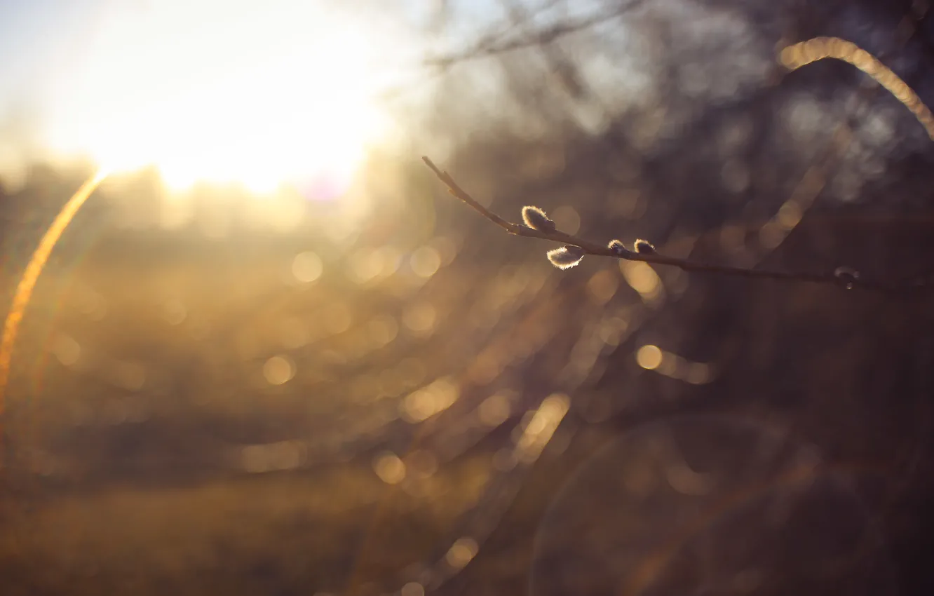 Photo wallpaper the sun, light, branches, spring, Verba, the sun