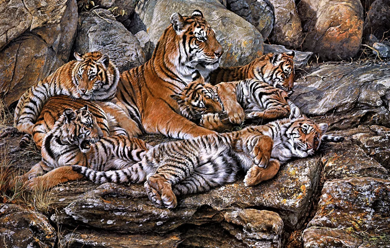 Photo wallpaper stones, art, tigress, tiger, Alan M Hunt