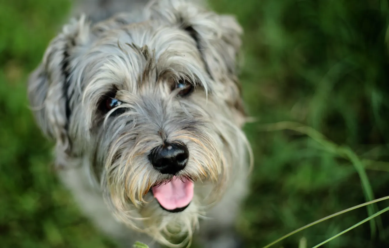 Photo wallpaper language, each, dog, dog